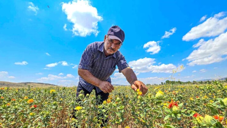 Tokat’ta İlk Kez Aspir Çiçeği Üretimi Yapıldı