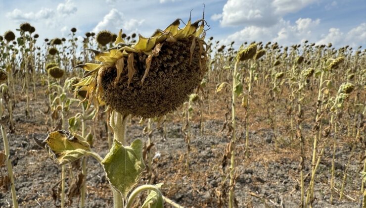 Trakya’da Kuraklık ve Sıcaklar Ayçiçeği Üretimini Olumsuz Etkiliyor