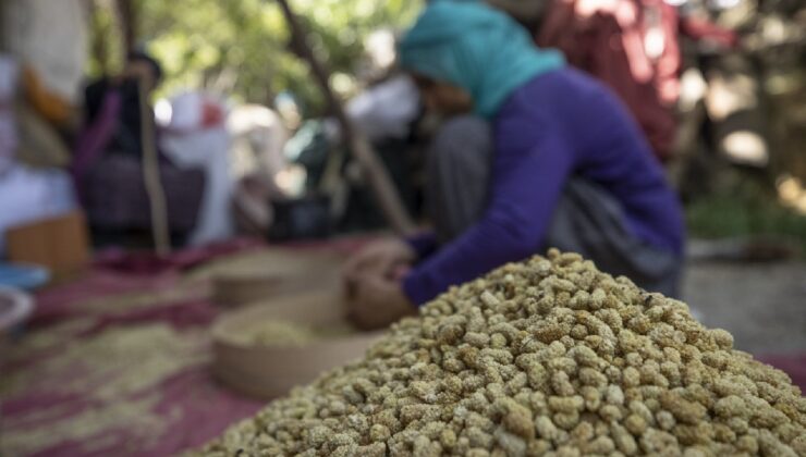 Tunceli’de Hasat Bereketli Başladı: 500 Ton Rekolte Bekleniyor