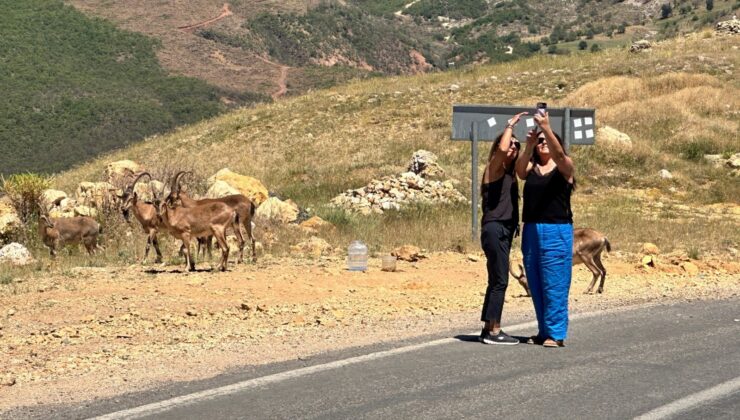 Tunceli’de Ölümcül Uyarı: “Yolda Gördüğünüz An Uzak Durun!”