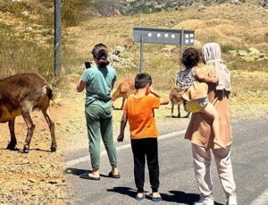 Tunceli’de Yaban Keçileri İnsanlara Alıştı, Uzmanından ‘Ölümcül’ Uyarısı Geldi