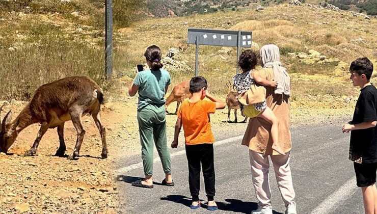 Tunceli’de Yaban Keçileri İnsanlara Alıştı, Uzmanından ‘Ölümcül’ Uyarısı Geldi