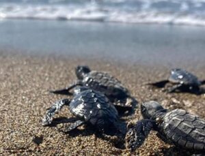 Türkiye’de Bu Yıl 14 Bin 807 Yavru Deniz Kaplumbağası Denize Ulaştı