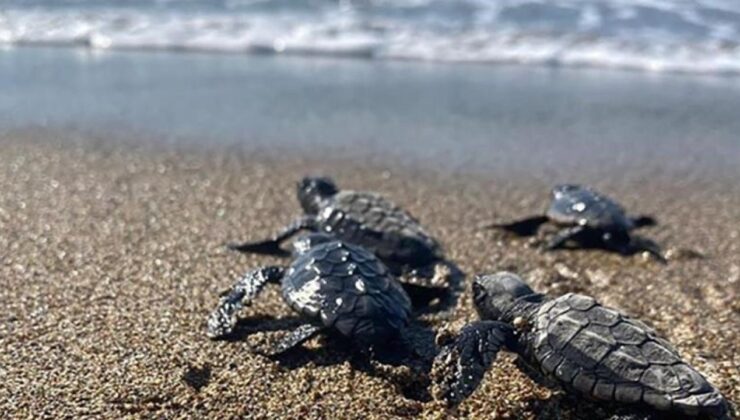 Türkiye’de Bu Yıl 14 Bin 807 Yavru Deniz Kaplumbağası Denize Ulaştı