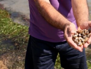 Türkiye’nin En Büyük Tatlı Su Gölünde Uzmanları Yıkan Manzara! Atıkları Temizleyen Binlerce Canlı Kıyaya Vurdu