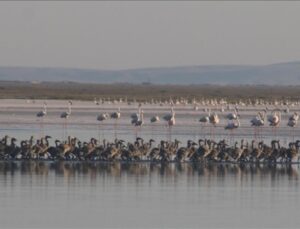 Tuz Gölü’nde Bu Yıl 4 Bin 300 Flamingo Dünyaya Geldi