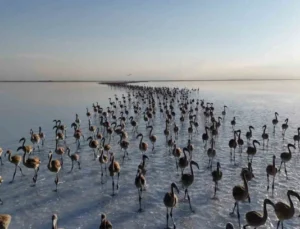 Tuz Gölünde Yavru Flamingolar Kanat Çırpmaya Başladı