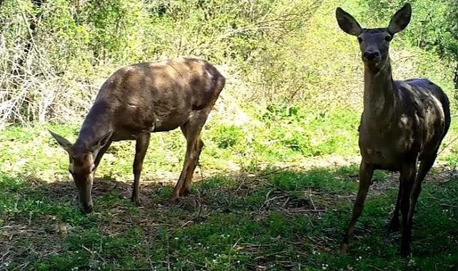 Uludağ’da Yaban Hayvanlarının Fotoğrafları Yayınlandı