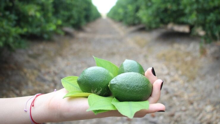 Üreticiler Yeni Limon Hasadıyla Fiyatların Dengelenmesi Bekleniyor