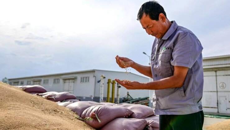 Xinjiang’da Buğday Rekoltesi Rekor Kırdı