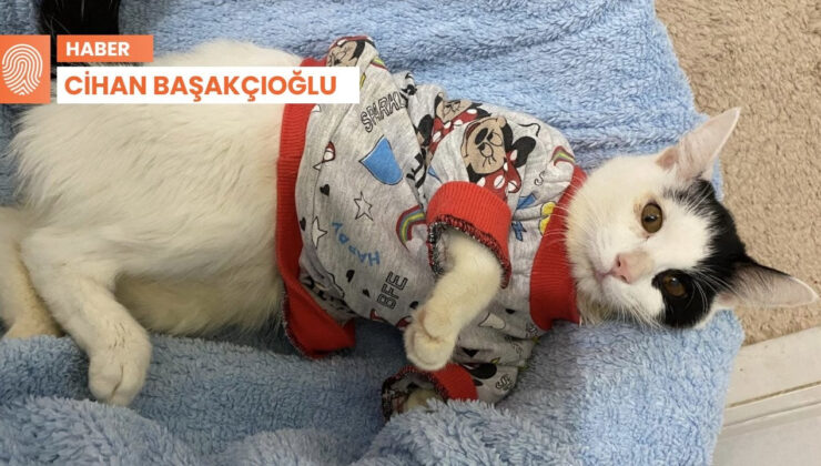 ‘Yaşamaz’ Denilen Engelli Kedi, Bir Türküyle Hayata Tutundu: İki Günlük Dünya…