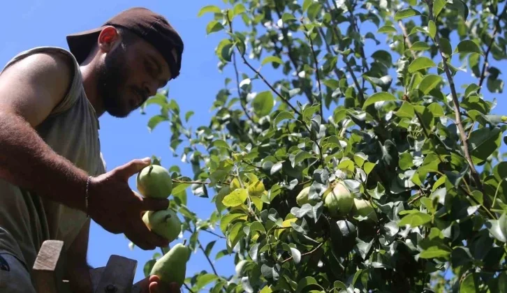 Yaz Tatilinde Tarlaya Koştular, 40 Derece Sıcakta Hasat Yaptılar