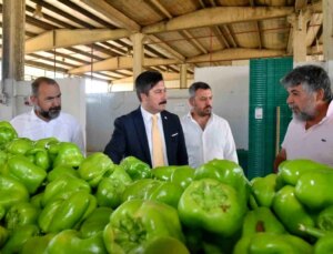 Yenişehir Biberi’nin Değeri Artırılıyor