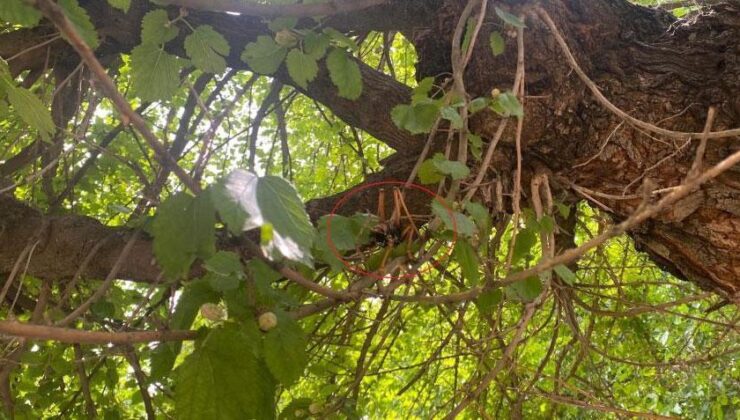 Yer: Diyarbakır! Ağaçta Görüntülendi Sonra Gözden Kayboldu