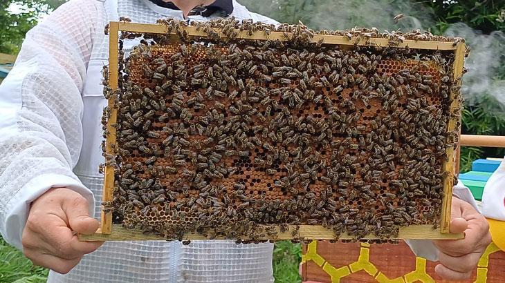 Yığılca Arısına Dünya Arıcılarından Yoğun Talep: 4 Kovan ile Başlayıp 250 Kovana Ulaştı