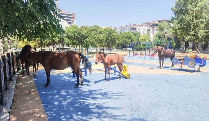 Yılkı Atları Çocuk Parkını Sevdi