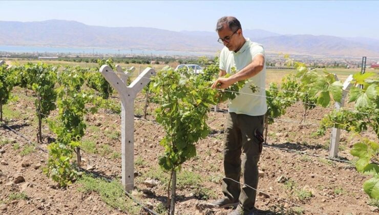 Yıllar Sonra Memleketine Döndü, Atıl Araziyi Üzüm Bahçesine Dönüştürdü