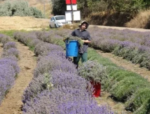 Yozgat’ta Hububata Alternatif Olarak Ekilen Lavanta Üreticinin Gözdesi Oldu