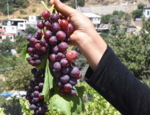 Yüksek Sıcaklar Tarımı Etkiliyor! 20 Gün Erken Oldu