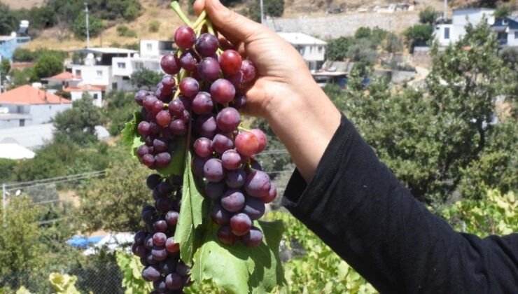 Yüksek Sıcaklar Tarımı Etkiliyor! 20 Gün Erken Oldu