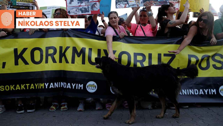 Yunanistan’dan Türkiye’deki Sokak Hayvanları İçin Destek Mesajı