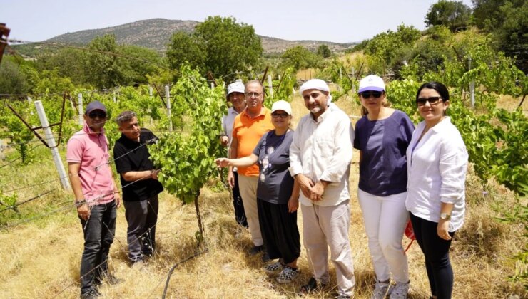 Yunusemre Belediyesi Organik Bağcılık Projesi’ne Destek Veriyor