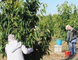 Yunusemre Belediyesi’nde Meyve Hasadı Başladı