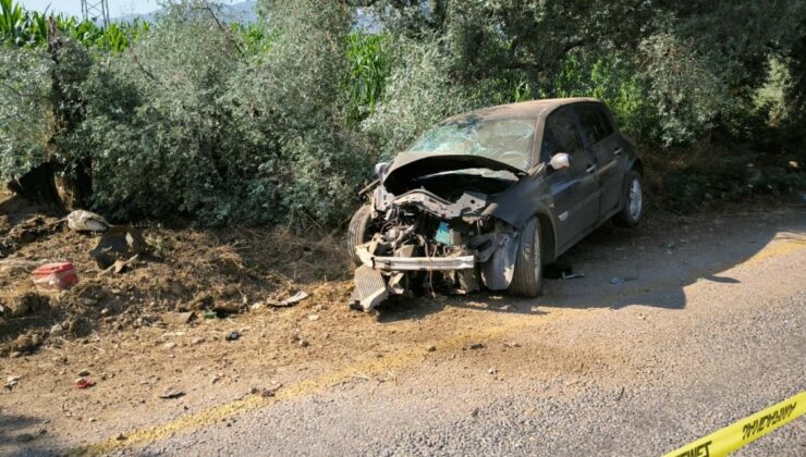 Zeytin Ağacı Sonu Oldu!