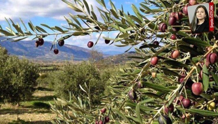 Zeytinlik Alanlarını Madencilik Faaliyetine Açan Tartışmalı Yönetmelik İptal Edildi