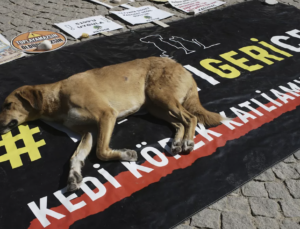 130 Yazar ve Edebiyatçıdan Meclis’e Sokak Hayvanları Yasasının Geri Çekilmesi İçin Çağrı; “Kardeşime Dokunma!”