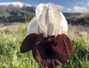 Ağır Dağı Florasına Özgü Bitkilerle 5 Alanda Üretim