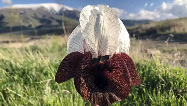 Ağır Dağı Florasına Özgü Bitkilerle 5 Alanda Üretim