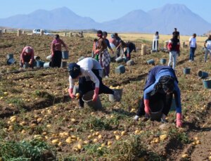 Aksaray’da Patates Üretimi Arttı, Fiyatlar Düştü