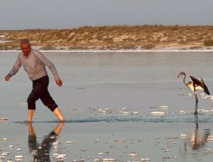 Aksaray’da Uçarken Çiftliğe Düşen Yavru Flamingoyu Hayata Bağladı