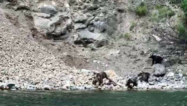 Ayı Denizde Yüzerek Balık Aradı, Gülümseten Anlar Kaydedildi