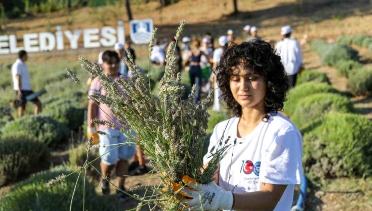 Bodrum Belediyesi Garaova Tarım Park’ta Lavanta Hasadı Yapıyor