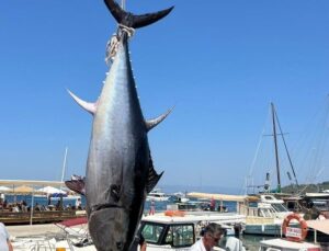 Bodrum’da Amatör Balıkçılar Dev Orkinos Yakaladı: Vinçle Kaldırdılar