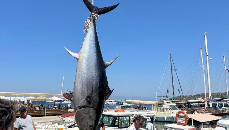 Bodrum’da Amatör Balıkçılar Dev Orkinos Yakaladı: Vinçle Kaldırdılar