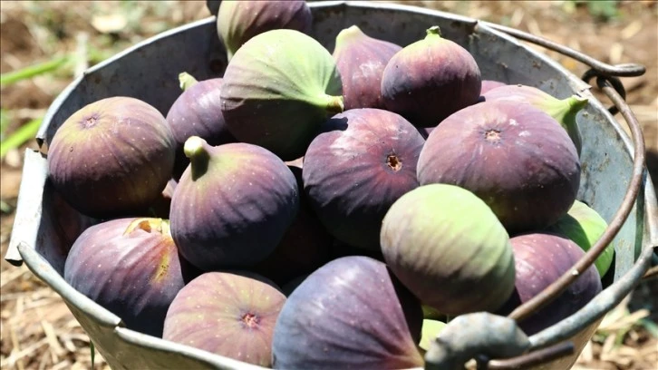 Bursa Siyah İncirinin Geleceği Ele Alındı