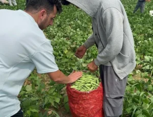 Bursa’da Taze Fasulye Üreticisi İsyanda!