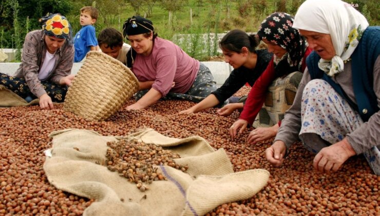 CHP Milletvekili: Fındık Fiyatları Yetersiz, Karadeniz Bölgesi Açlığa Mahkum Edildi