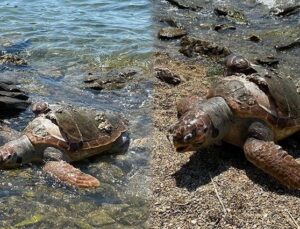 Denizde Ölü Caretta Caretta Bulundu