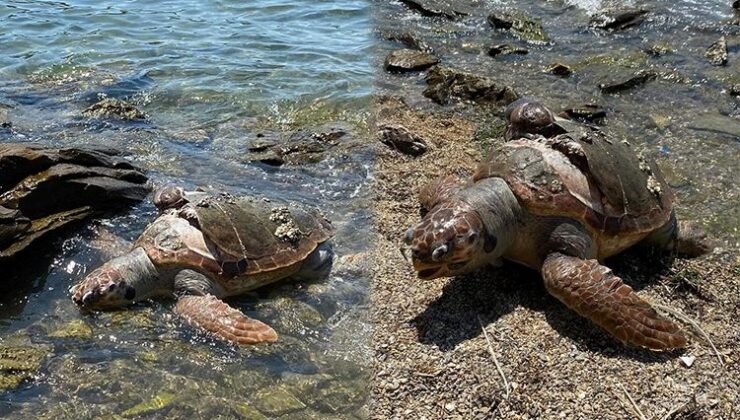 Denizde Ölü Caretta Caretta Bulundu