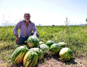 Denizli Büyükşehir Belediyesi Karpuzları İhtiyaç Sahiplerine Dağıtacak