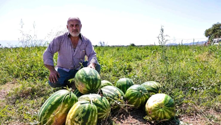 Denizli Büyükşehir Belediyesi Karpuzları İhtiyaç Sahiplerine Dağıtacak