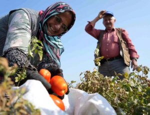 Domates Tarlada Kalmayacak, Bakanlıktan Salça Fabrikalarına Destek Geldi