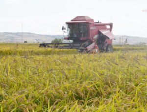 Edirne’de 1 Kilo Çeltiğin Maliyeti Açıklandı