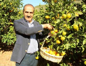 Ege Bölgesi’nde Narenciye Rekoltesi Açıklandı