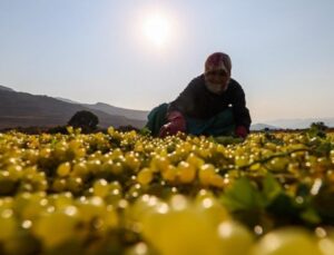 Ege’de Sultani Çekirdeksiz Üzümün Hasadı Erken Başladı