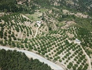 Emekli Albay, 100 Dönümlük Ormanı Ceviz Ormanına Dönüştürdü